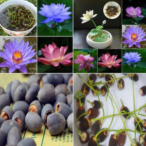 Bowl Lotus Hydroponic Plant Seeds